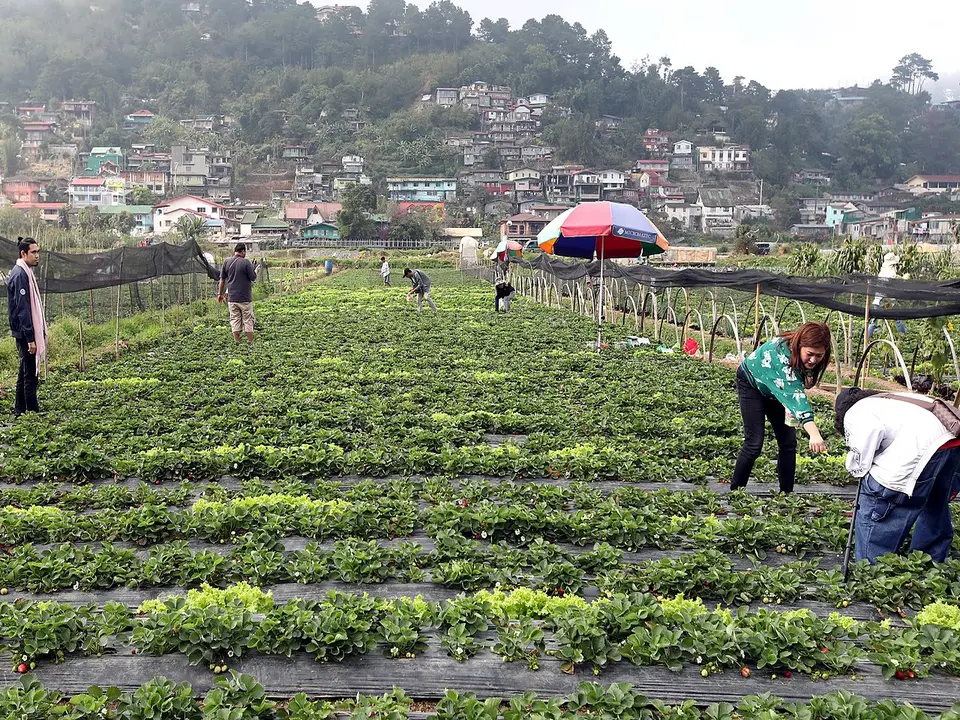 Visitors picking strawberries at La Trinidad Strawberry Farm in Benguet