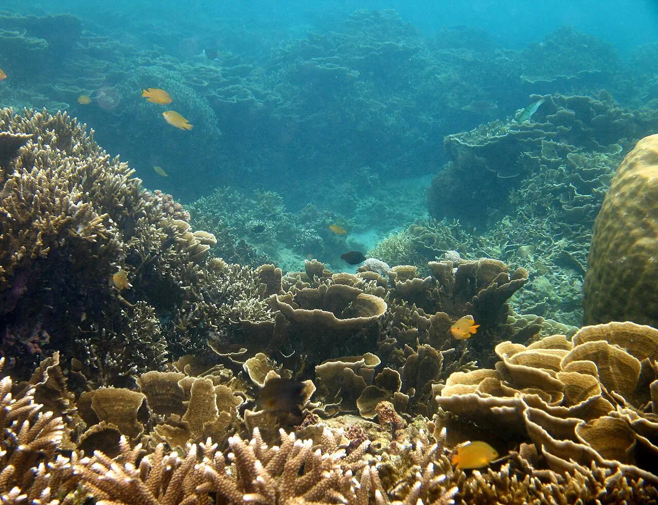 Coral reef in Anilao, Batangas