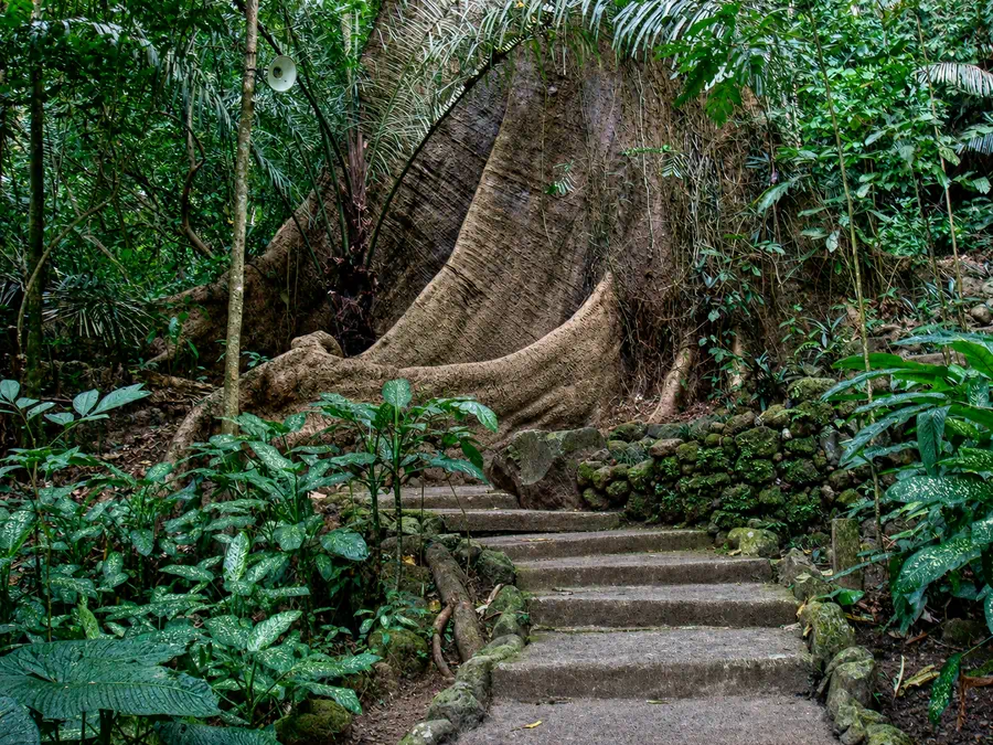 Forest trail at Hidden Valley Springs in Laguna