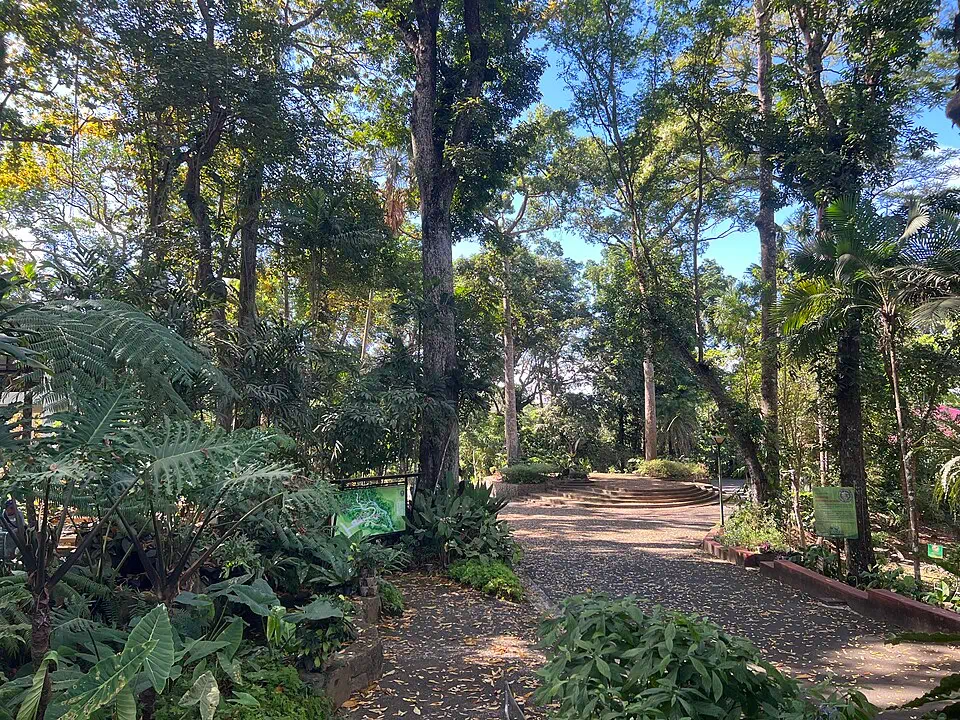 Tropical vegetation at Makiling Botanic Gardens in Laguna