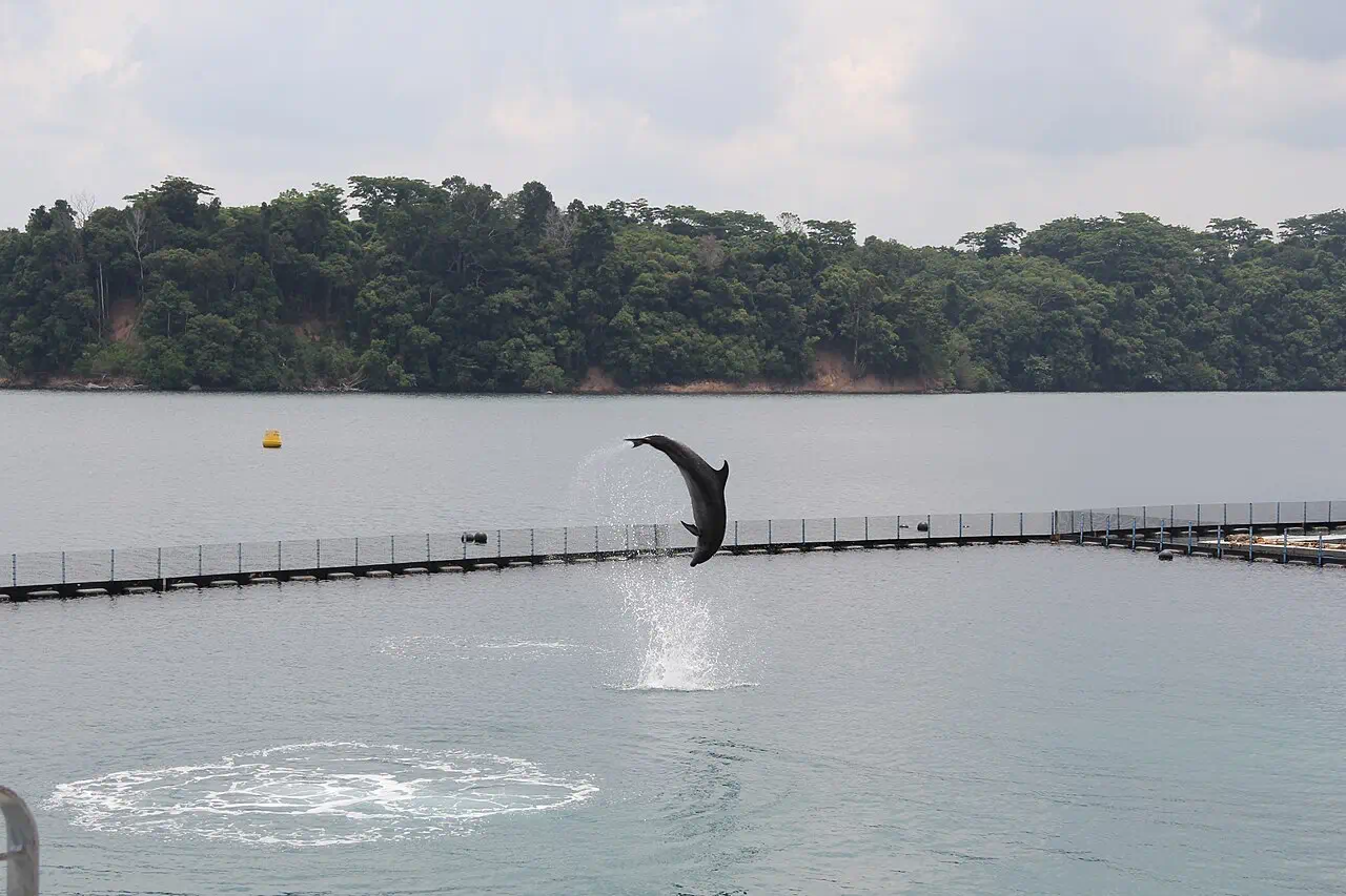 Dolphin show at Ocean Adventure in Subic Bay